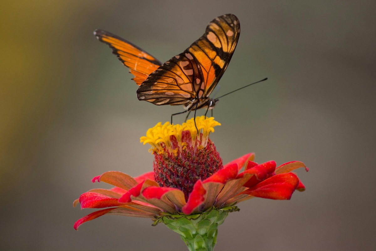 A butterfly on a flower